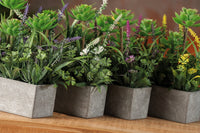 Ad Vaso Con Lavanda Assortito 4 Colori 17X65Xh23,5