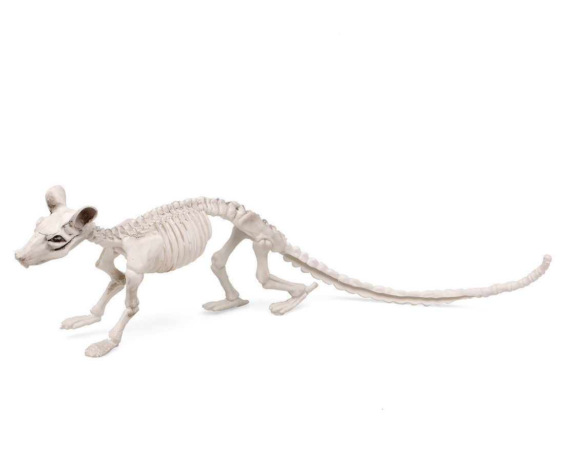 Atosa Skeleton 34X10 Cm